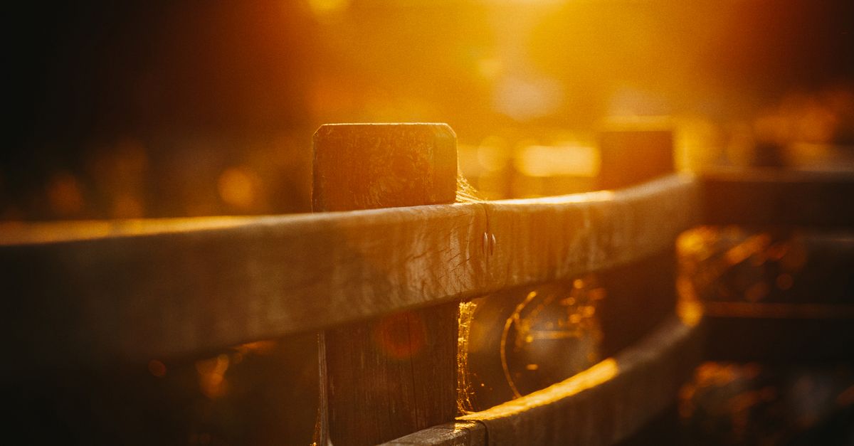 How to Choose the Best Softwood Fence for Your Property
