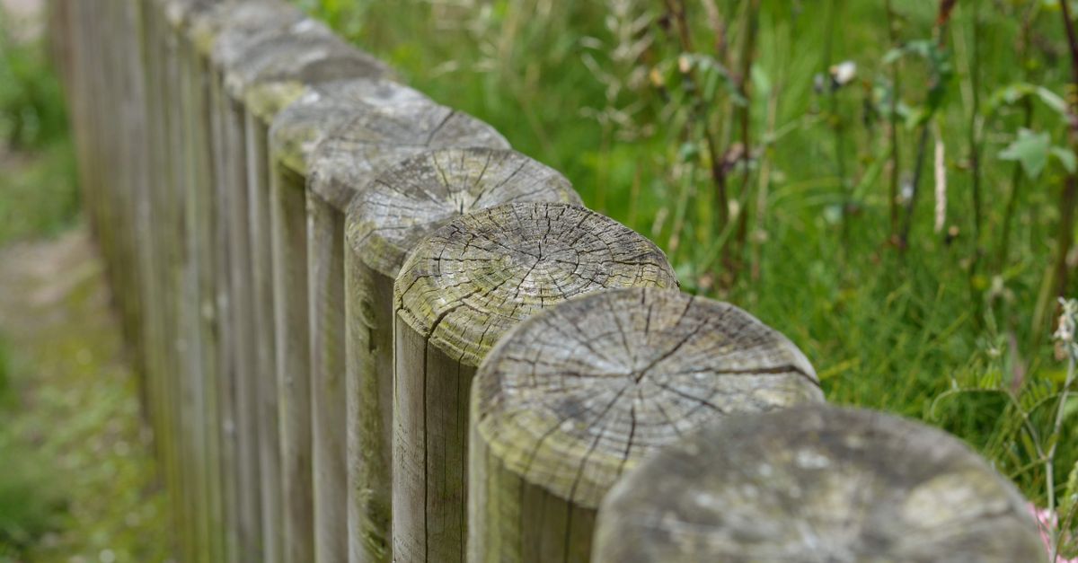 Identifying Common Pests That Affect Timber Fencing