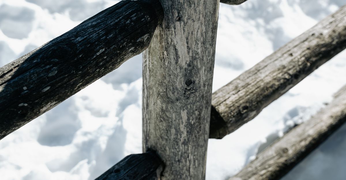 Signs of Pest Damage in Timber Fencing You Should Not Ignore