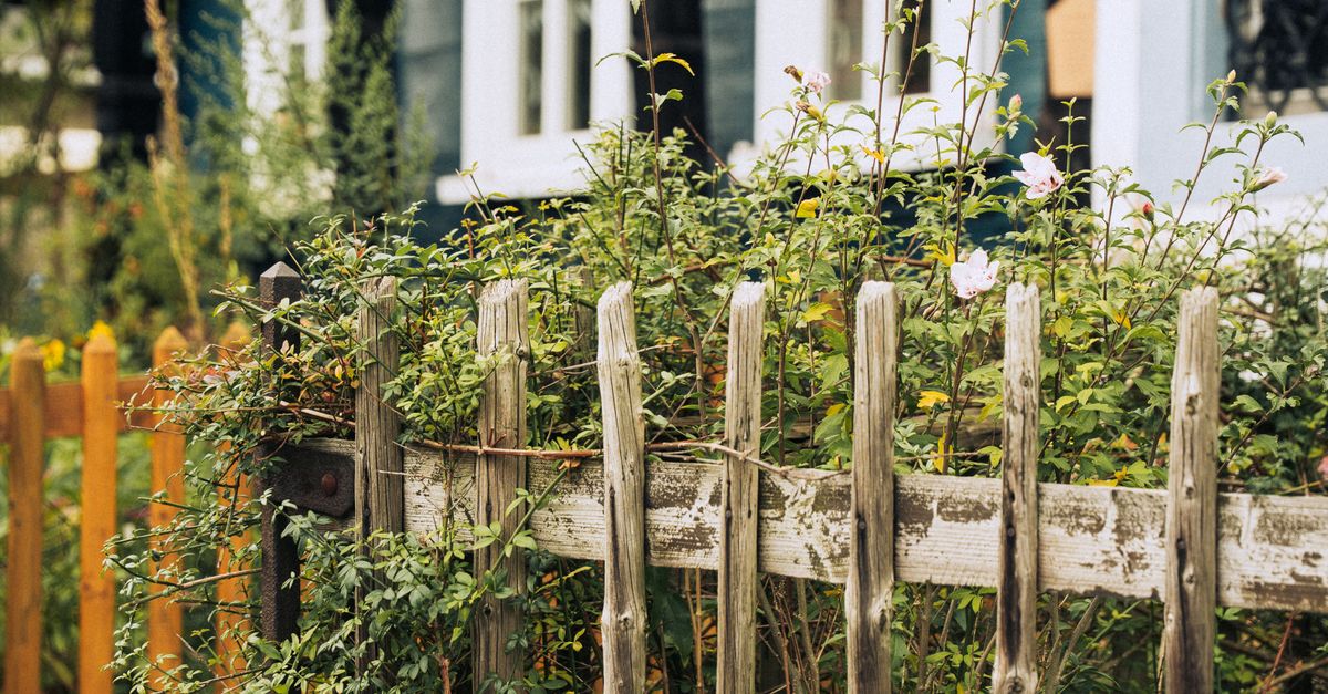 Softwood Fencing and Its Environmental Impact